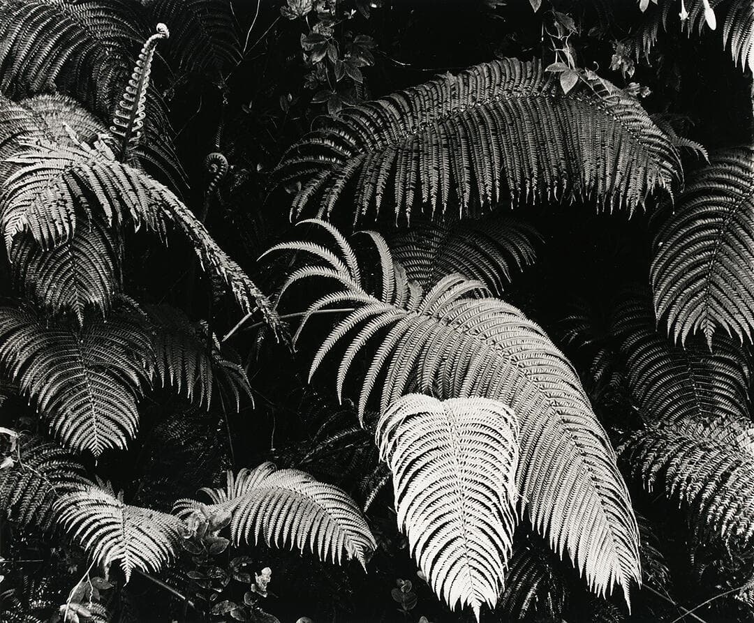 Plants, Hawaii