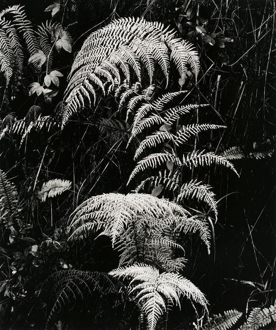 Plants, Hawaii