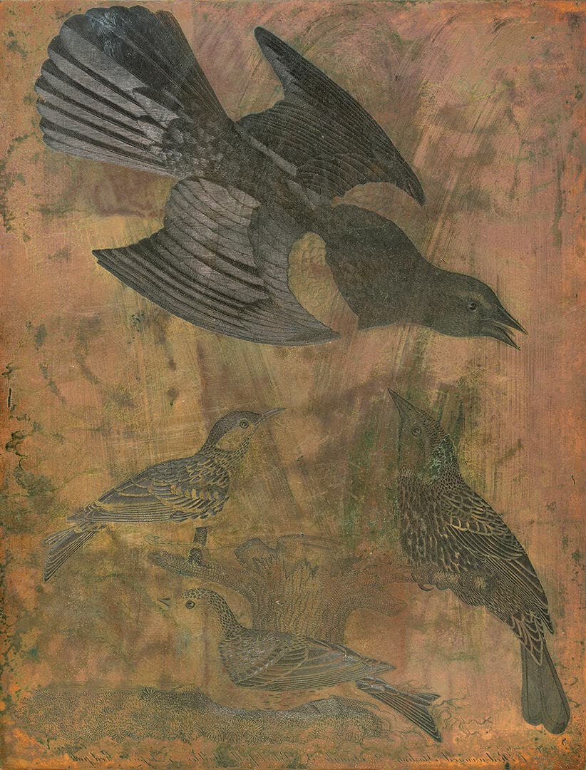 Copper printing plate for American Ornithology