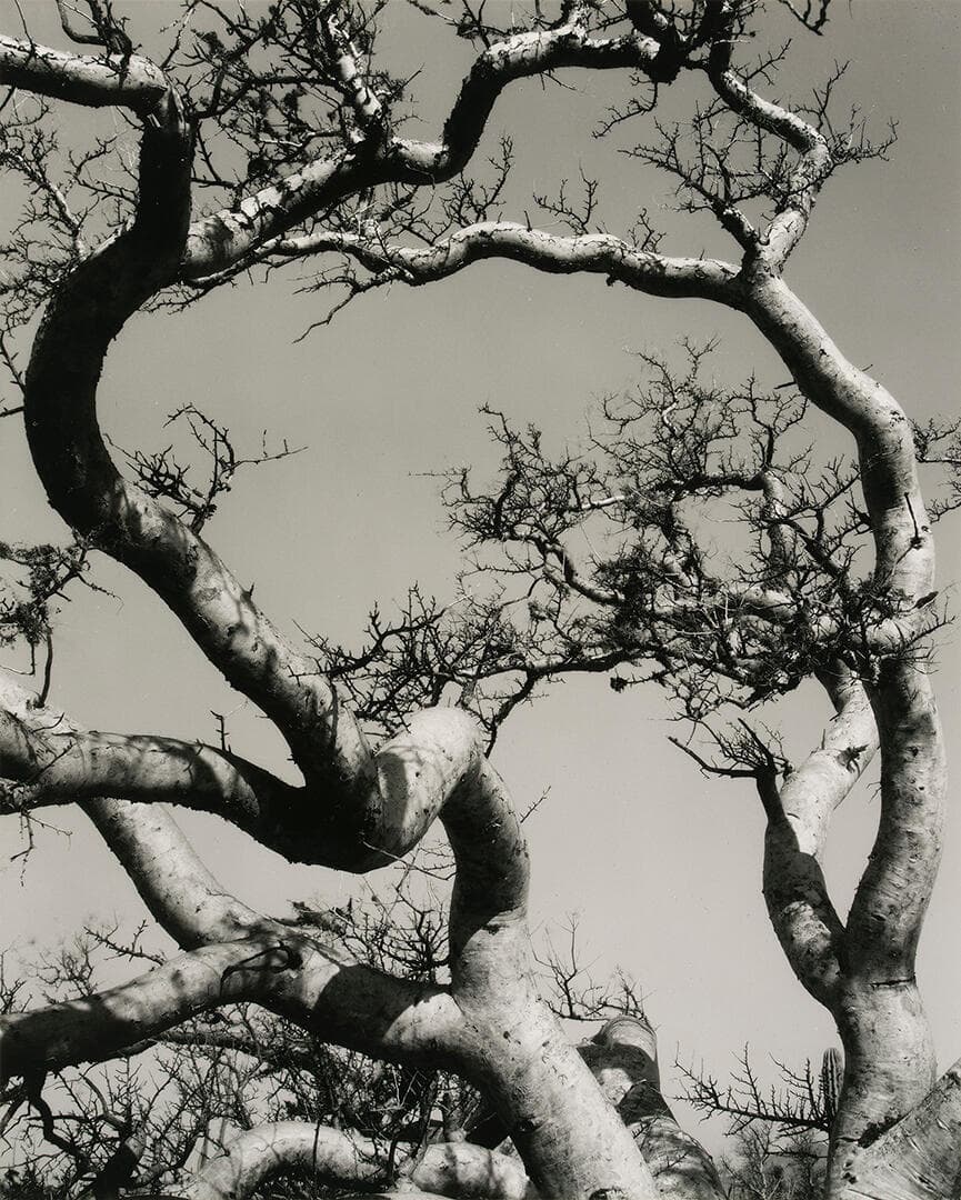 Trees, Baja California