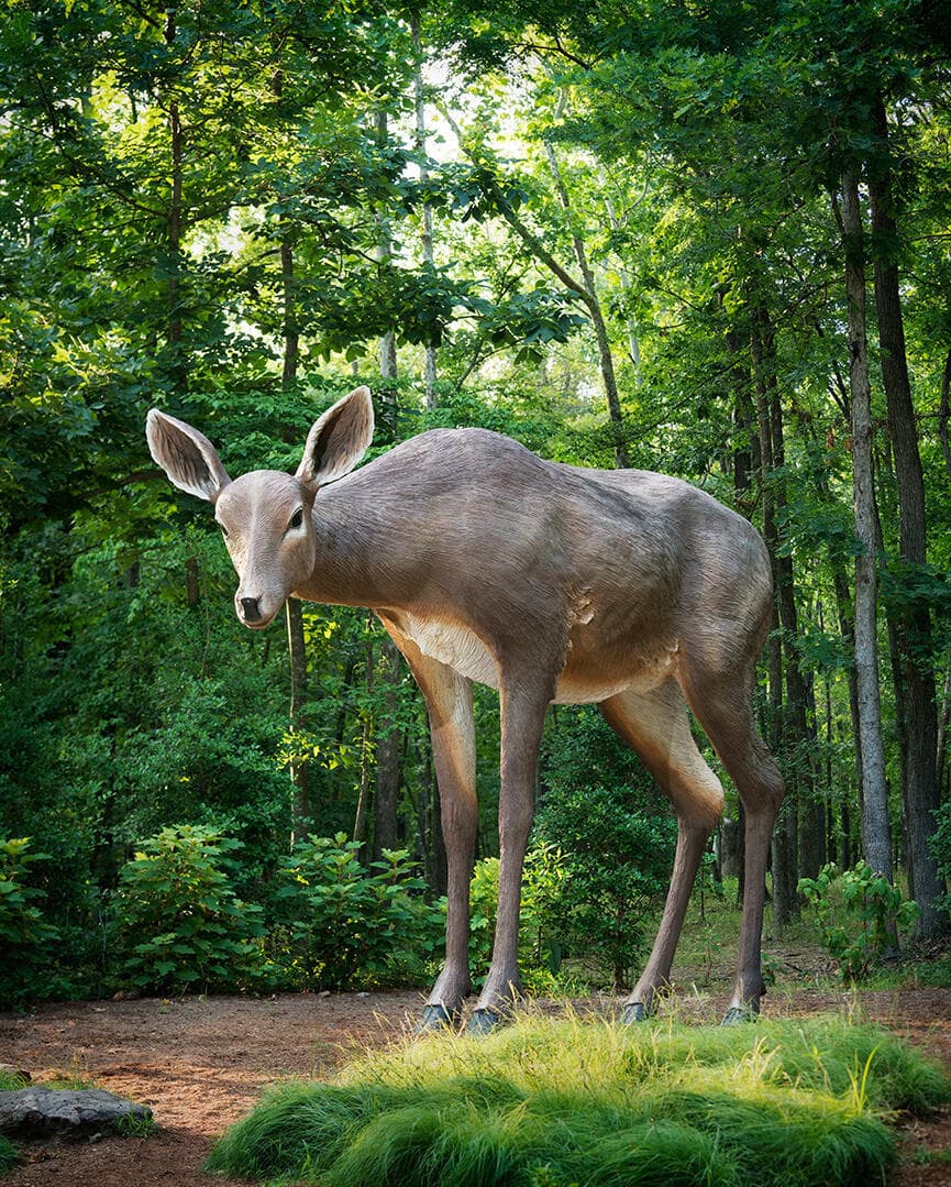Deer