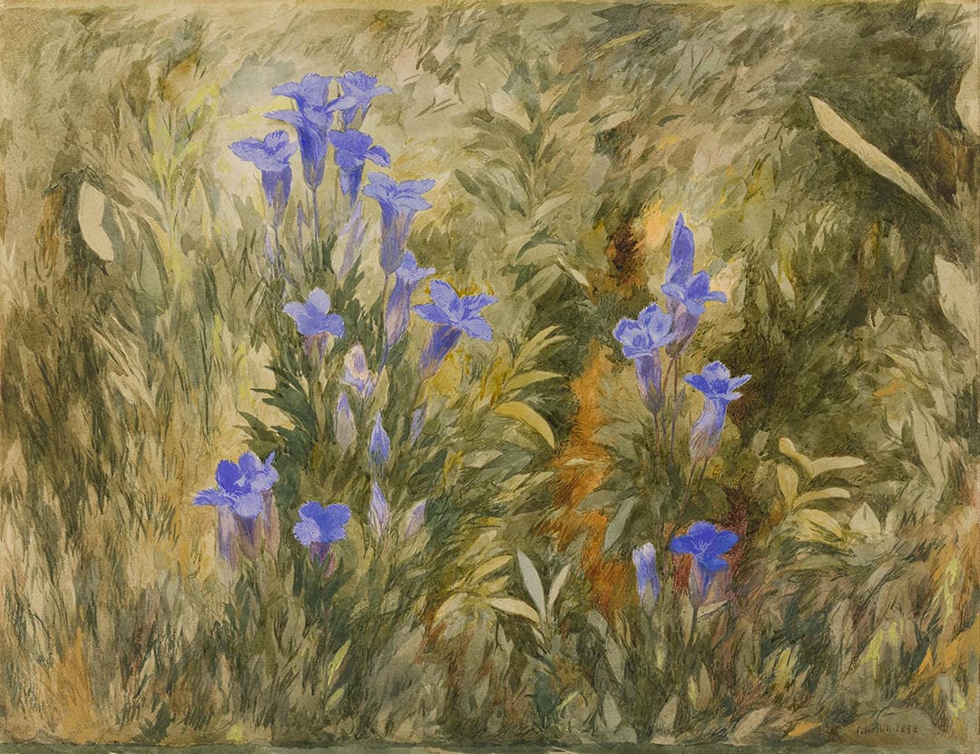 Gentians