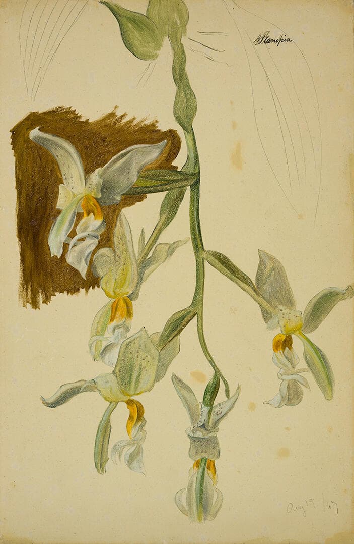 Stanhopea Orchid