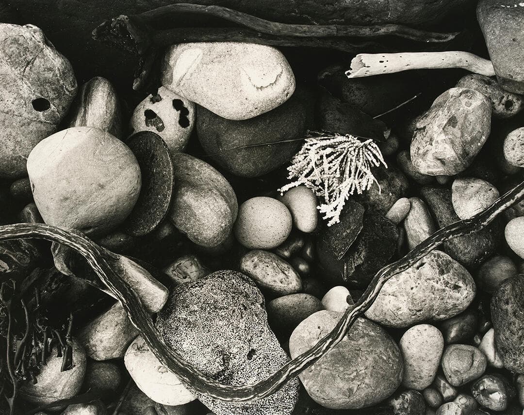Rock and Kelp