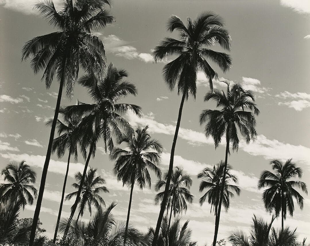 Palm Trees, Mexico