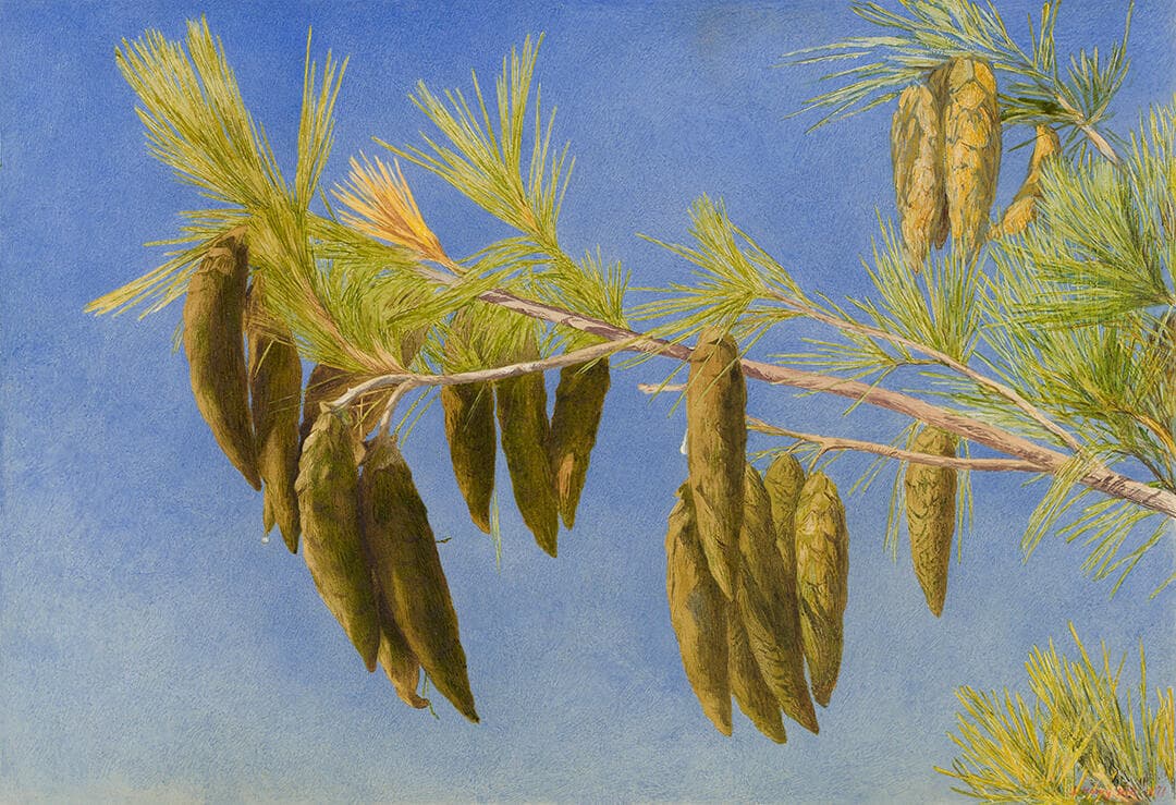 Pinecones