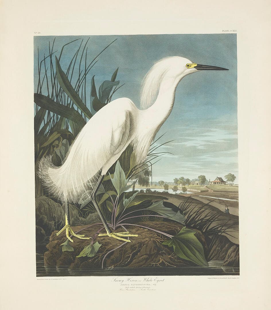 Snowy Heron, or White Egret