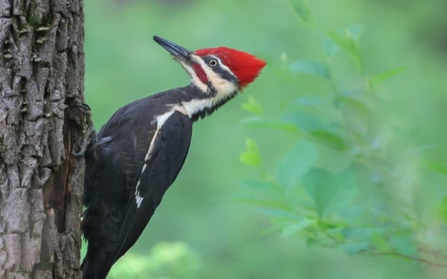 Pileated woodpecker