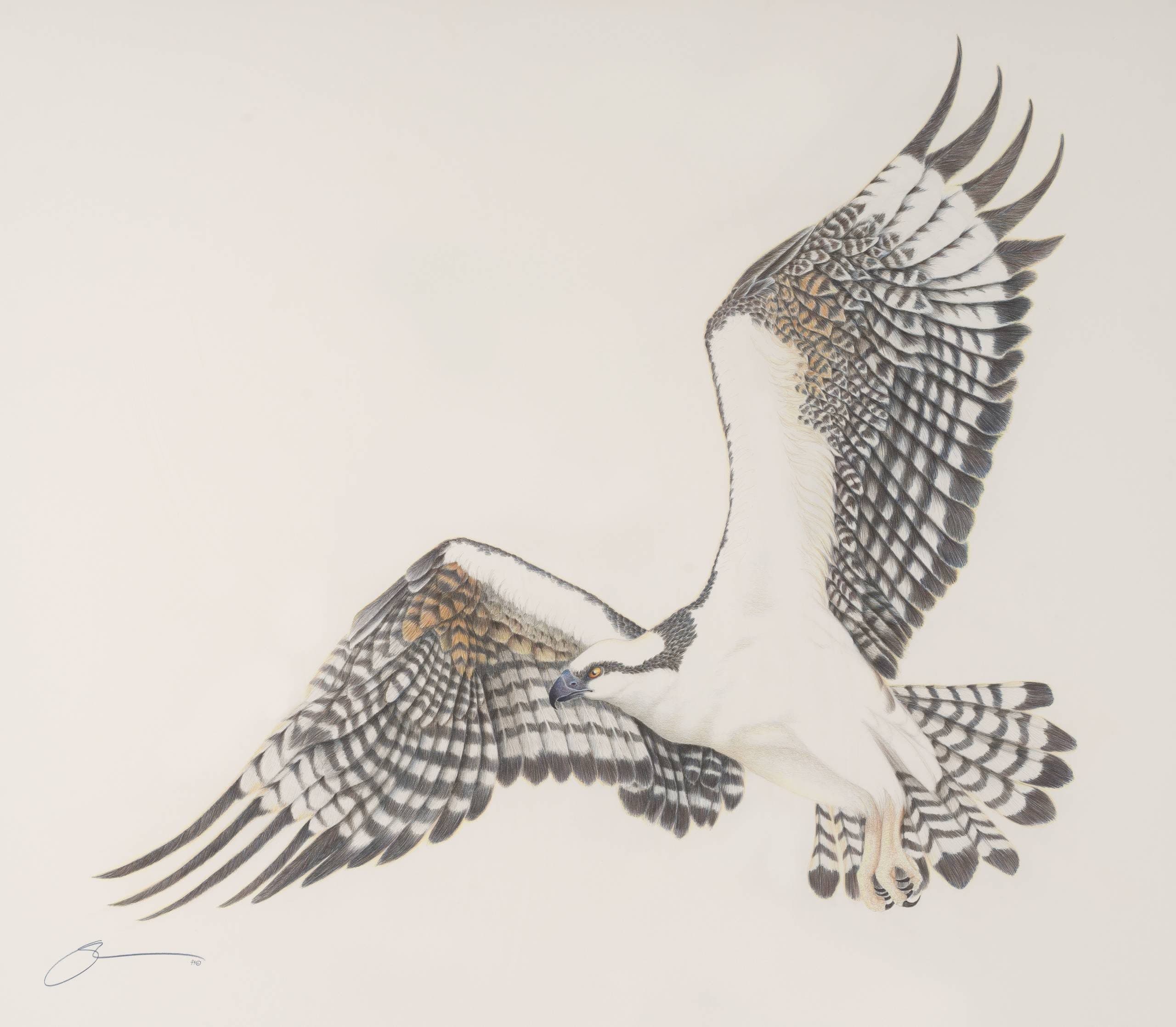 Osprey