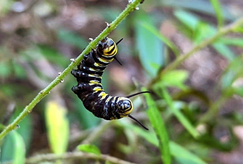 caterpillar hanging_monarch blog